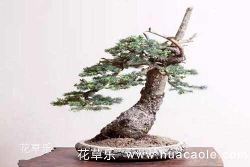 白池花美容无码天堂亚洲国产av，照亮屏幕的璀璨星光与生活热情